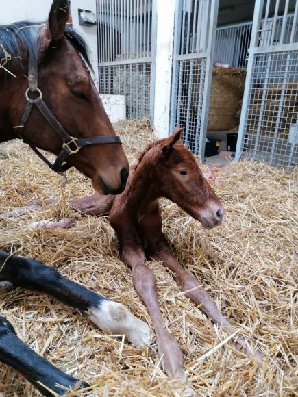 Ganz frisch geliefert...: von Mama Questabella (Rock of Gibraltar) für das Gestüt Görlsdorf wurde dieser fuchsfarbene Sohn des großen Sea The Stars. Der erfolgreiche Bruder des Fohlens ist Quest the Moon - Foto: privat