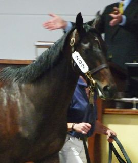 Für 240.000 € ging dieser Montjeu-Sohn an J.-P. Deroubaix. Foto Karina Strübbe