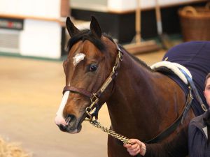 215.000 gns gab es für den Overdose-Bruder. www.tattersalls.com