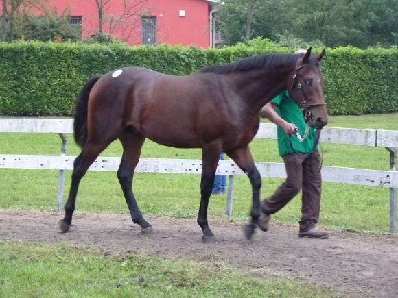 Dieser Nayef Sohn ging für 95.000€ an Scuderia Ste.Ma, auch hier war Razza del Sole der Anbieter. Foto: Heidrun Küster