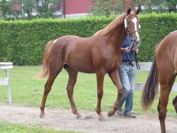 Lot Nr. 5 NN Roderic O'Connor - Biz Bar, Halbbruder von Biz The Nurse, wurde für 97.000€ zurückgekauft. Foto: Heidrun Küster