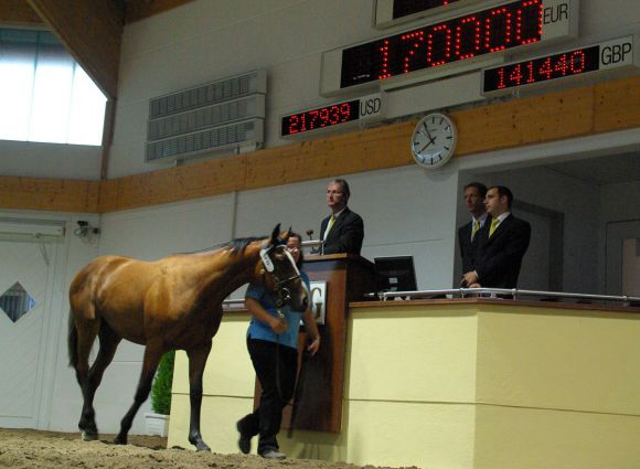 Das Top-Lot der Auktion - El Galoppier, Gestuet Wittekindshof, wurde fuer €170 000  der BBA Germany zugeschlagen. www.dequia.de 