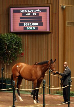 Dieser Bernardi-Sohn war mit $625000 das teuerste Pferd der Auktion. Foto Keeneland