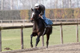 Kings Messenger - ein rechter Bruder des Derbysiegers Kamin. Foto (17.03.10): www.galoppfoto.de