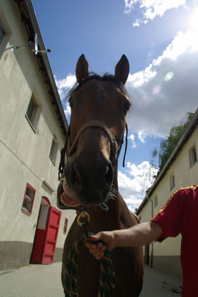 Prakasa war "Foto der Woche" in Turf-Times, Gr.-Siegerin, aktuell verkauft beim Sales & Racing-Festival 2010. www.dequia.de