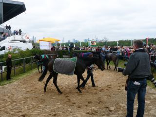 Im Absattelring herrscht schnell dichtes Gedränge. Mehr als vier Pferde kommen gar nicht erst hinein. Foto: Karina Strübbe