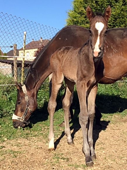 Audientias kleine Schwester: In Frankreich zur Welt kam diese Samum-Tochter. Die Mutter der neugierigen jungen Dame mit der markanten Blesse ist die Sendawar-Stute Activa, die stolze Züchterin ist Sheila Audörsch. - Foto: privat