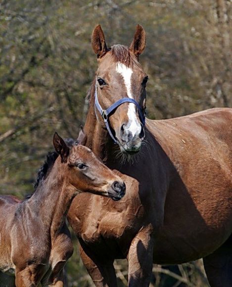 Das erste Fohlen: für Ambling (Lope de Vega) ist dieses schöne und korrekte Brametot-Hengstfohlen für den Stall Salzburg, das letzte Jettenhausener Fohlen in 2021. Ambling wird nun von Areion gedeckt - Foto: privat