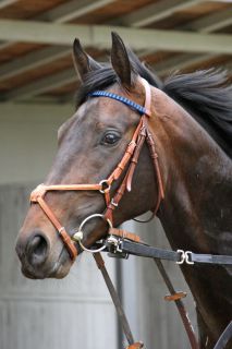 Der in Bremen trainierte Anakin Skywalker hofft noch auf das Derby-Ticket. www.galoppfoto.de - Sabine Brose