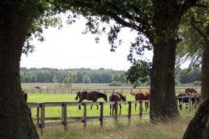 Ansicht der Koppeln der Aussenstelle Haberloh. www.galoppfoto.de 