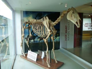 Das Skelett des berühmten Arkle im Eingangsbereich des Irish National Stud. Foto: Karina Strübbe