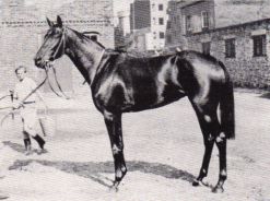 Asterblüte v. Pharis - Aster, Siegerin im Deutschen Derby, Preis der Diana, Schwarzgold-Rennen und Union-Rennen. Foto Archiv