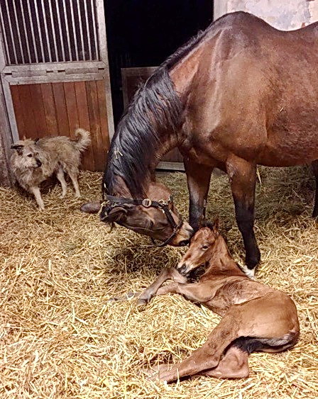 Für gut befunden: hat der bewährte Fohlen-Inspektor Zoffi im Aufzuchtstall von Sabine Eichler das schicke und korrekte Brametot Hengstfohlen der A winning Dream (Law Society), Züchter Gestüt Weserhof - Foto: privat