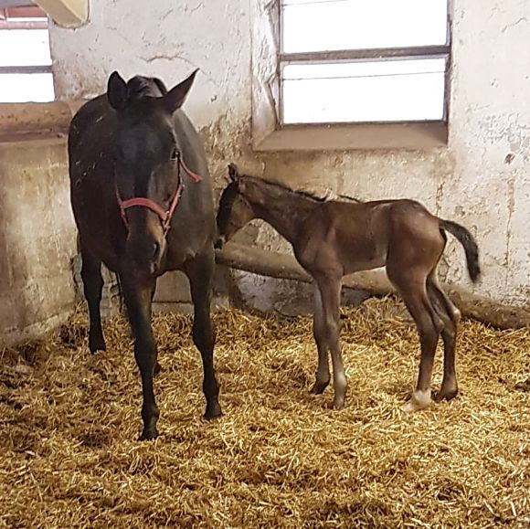 Counterattack: ist der Vater dieses jungen Herrn, der am 23.4. geboren wurde. Die Mutter ist die Touch Dowm-Stute Basse Reine, die Züchter der Stall MITADI - Foto: privat