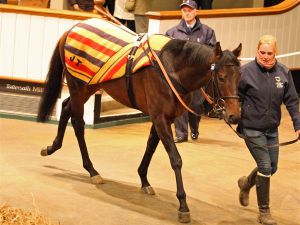 Bei 340.000 gns. fiel der Hammer für Saigon. www.tattersalls.com