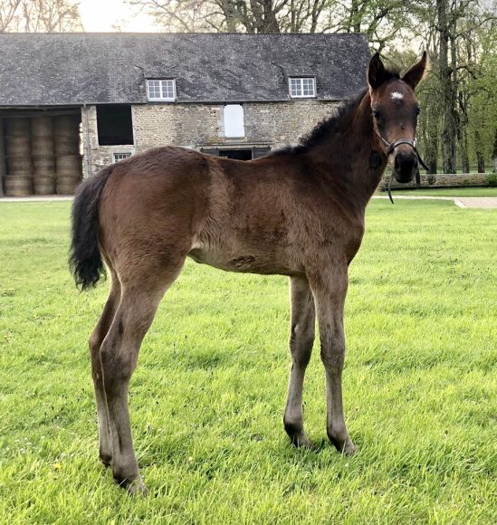 Derbynennung ist raus...: schreibt Züchter Günter Schmidt von Taxi4horses.com zu seinem auf dem Foto sechs Wochen alten New Bay-Hengstfohlen der Brit Wit (High Chaparral). Wir drücken die Daumen für Züchter und Nachwuchs - Foto: privat