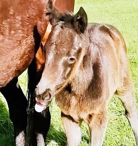 Very cute: Ein neues Plüschfohlen für Taxi4Horses: der Vater des in Frankreich zur Welt gekommenen Stutfohlens ist der Sea The Stars-Sohn Cloth of Stars, die Mutter Brit Wit (High Chaparral) - Foto: privat