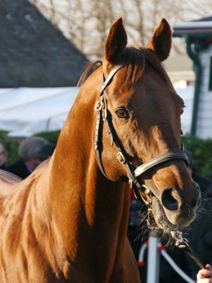 Der Champion aus eigener Zucht wird natürlich bedacht: Tertullian - hier beim Züchtertreff in Röttgen. Foto: Karina Strübbe