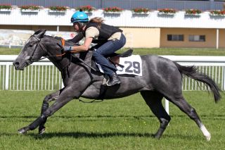 Cabaleiro beim Breezing: Wenige Stunden später wurde er an Anton Kräuliger verkauft. www.galoppfoto.de