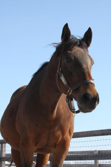 Dalicia, die Mutter des Kentucky Derby- und Dubai World Cup-Siegers Animal Kingdom. Foto: Shadai Farm