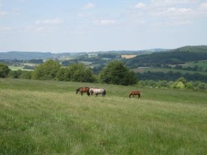 In St. Wendel, nur wenige Kilometer von Frankreich entfernt, liegt das Gestüt Ohlerweiherhof. Foto privat