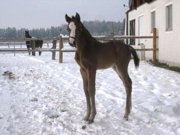 Das Hengstfohlen ist am 17.01.13 geboren und stammt von Touch Down aus der Dora Bella von Johan Cruyff. Foto: Gestüt Hachtsee