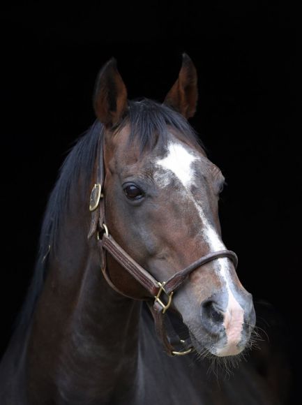 Setzte im Gestüt Etzean Akzente: Der 2013 im Alter von 26 Jahren verstorbene Dashing Blade, sein bester Sohn Lord of England ist jetzt an seine Stelle getreten. www.galoppfoto.de - Frank Sorge