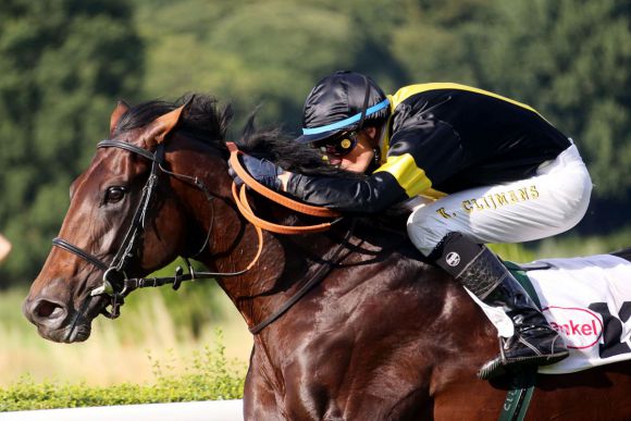 NRZ-Galopper des Jahres 2013: Der jetzt vierjährige Hengst Vif Monsieur ist der neue Star der Düsseldorfer Galopper.  www.duesseldorf-galopp.de - Klaus-Jörg Tuchel