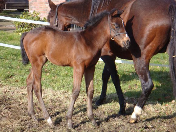 Der "Kleine Wirbelwind" steht dann doch mal still für das Foto: Maxios-Stutfohlen aus der Shiramiyna (Invincible Spirit) aus der Zucht der Familie zu Reckendorf. Foto: privat