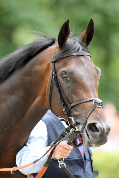 Der Monsun-Sohn Arcadio war im irischen Artic Tack Stud der aktivste Hengst Europas. www.galoppfoto.de - Frank Sorge