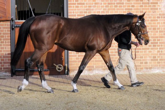 Der Star in Juddmontes Banstead Manor Stud: Der ungeschlagene Frankel. www.galoppfoto.de - Heike Marohl