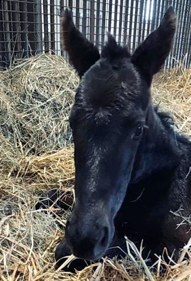 Rohdiamant: Von Dubawi aus der Brümmerhofer Dianasiegerin Diamanta (Maxios) - für diese junge Dame schwingt doch einige Zukunftsmusik mit - Foto: privat