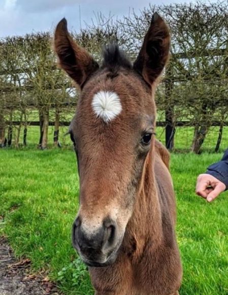 Derbysieger: war Golden Horn, der Vater dieser knuffigen, in England geborenen jungen Lady. Die Mutter Diamond Ring ist Schwester der Dianasiegerin Diamanta und sie wird dieses Jahr von einem weiteren Derbysieger, nämlich Mazar, gedeckt - Foto: privat