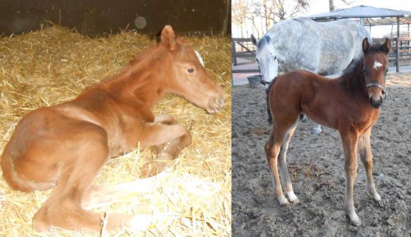 Die ersten Hachetaler: Stutfohlen von Shirocco aus der Ella Ransom kurz nach der Geburt und Hengstfohlen von Authorized aus der Macuna. Fotos (2): Gestüt Hachetal