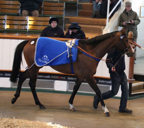 Die Shirocco-Tochter Tameen. www.tattersalls.com