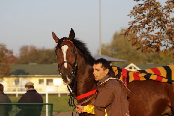 Die Zukunft dieses Doyen-Sohnes namens D'Artagnan  - verkauft für 24.000 Euro - liegt nun wohl im französischen Hindernissport: Foto Stephanie Gruttmann