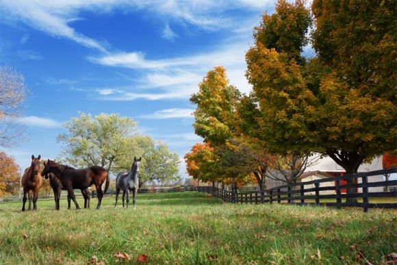 Mutterstuten und Fohlen im Stonereath Stud. www.stonereathstud.com