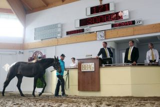 Starker Verkauf: Egoistin (inzwischen heißt sie Enissa) bei der BBAG in Iffezheim. www.galoppfoto.de