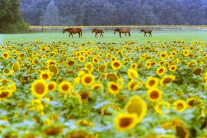 Eine ganz besondere Aussicht auf die Mutterstuten und Fohlen im Gestüt Westerberg. www.galoppfoto.de