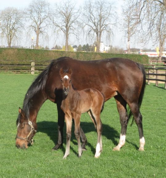 Here comes Enzo: Auf Eric, Eastsite One, Erica und Earl folgt Enzo. Der vierte Sohn der Ericarrow stammt von Thewayyouare und präsentiert sich hier in der Sonne als richtiger Hingucker, sicher ganz zur Freude der Züchterin Gabriele Gaul Foto: privat