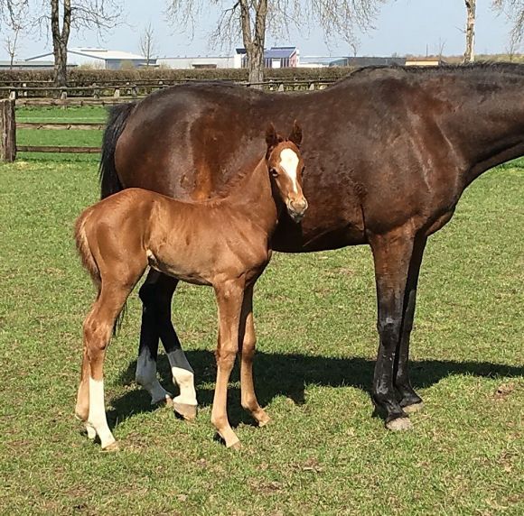 Erics kleine Schwester: In der Sonne präsentiert sich hier die kleine Schwester der beiden Blacktype-Pferde Eric und Erica. Die hübsche junge Dame kommt ganz nach ihrem Vater Adlerflug, die Mutter ist Ericarrow, die stolze Züchterin ist Gabriele Gaul - Foto: privat