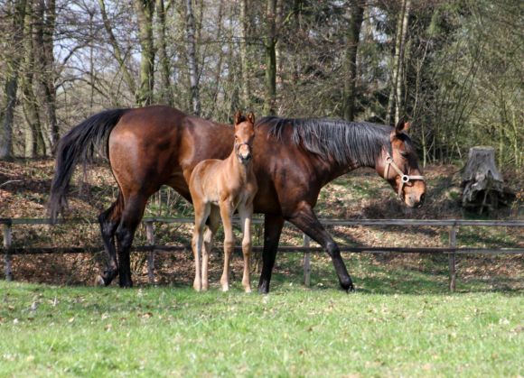 "Nun ist bei uns auch das letzte Fohlen für dieses Jahr geboren worden": Das Gestüt Hof Castanea vermeldet das Stutfohlen Furlana (Wiener Walzer - Fafarella), das ebenso wie die anderen Fohlen (Oroya Lady, Owanga) und Jährlinge (Ovambo Princess /Avarengo) am Tag des offenen Gestütes am 01.08.2015 ab 15.00 Uhr in Colnrade präsentiert wird.   Foto: privat