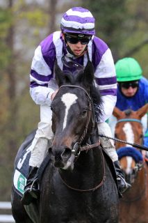 Gelungener Start ins Rennjahr 2021: Sassoon gewinnt mit Robin Haedens ein gut besetztes Maidenrennen für den Derby-Jahrgang in Köln, in Hamburg wird Sibylle Vogt im Sattel sitzen. ©galoppfoto - Sandra Scherning