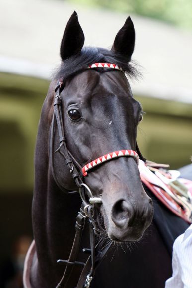 Gestüt Ittlingens Scalo startet seine Deckhengstkarriere im Haras du Logis Saint German in Frankreich: www.galoppfoto.de - Sabine Brose