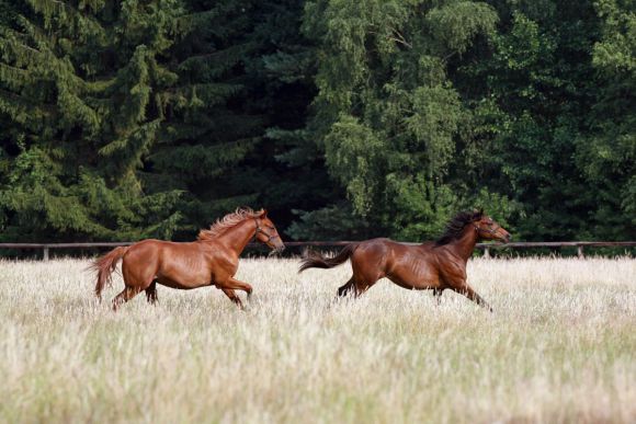 Jährlinge auf den Park Wiedinger Koppeln - rechts Wheredreamsare, die sich auf Gruppe-Parkett platzieren konnte: www.galoppfoto.de (Archiv) - Frank Sorge