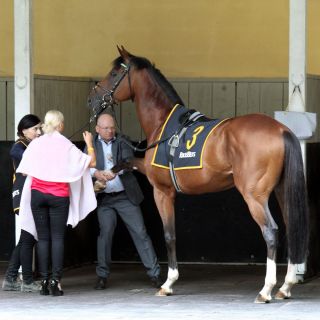 Eines der Lieblingspferde von Trainerin Sarah Steinberg: Edington in der Sattelbox mit Rennstallmanager Harald Schneider, der ihm das Vorderbein streckt. Leider verletzte sich das Pferd im Training ... www.galoppfoto.de - Sabine Brose