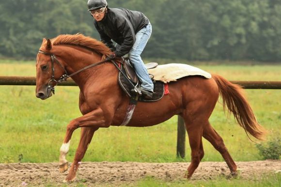 Ist Bruder des Derbysiegers Waldpark und hat eine Nennung für das 145. Deutsche Derby: Waldspecht beim Training in Ravensberg. www.rennstall-woehler.de - Susanne Wöhler