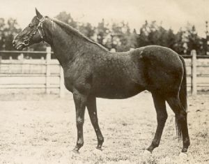 Herold als Deckhengst in seiner Zuchtstätte Graditz. Foto: Archiv Graage