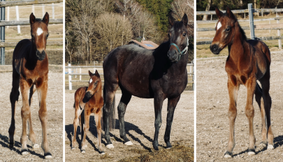 Stall Mulligan proudly presents: Vater Iquitos und Mutter Iliada (Dabirsim) liefen bereits in den Farben des Stalles Mulligan. Die neue Generation repräsentiert dieses wohlgeratene Hengstfohlen, welches im Gestüt Jettenhausen aufwächst - Foto: privat