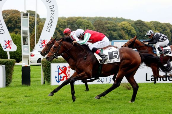 Frischer Gruppesieger und einer der Favoriten für den Frankfurter Herbstpreis: Die Nummer 5, Zazou, mit Alexander Pietsch als Sieger im  93. Großer Preis der Landeshauptstadt Düsseldorf. www.duesseldorf-galopp.de -Klaus-Jörg Tuchel